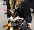 Shannon Smith, fine arts, poses with Shadow, Shannon's dog, for a photo before the Commencement Ceremony in the MPEC, Dec. 12. Shadow is an Australian Shepard service dog being trained to help people with Post-Traumatic Stress Disorder. Photo by Rachel Johnson