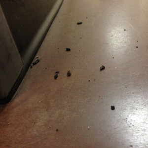 Rat droppings that were found by the faulty offices in the College of Fain Fine Arts Tuesday Jan. 21.