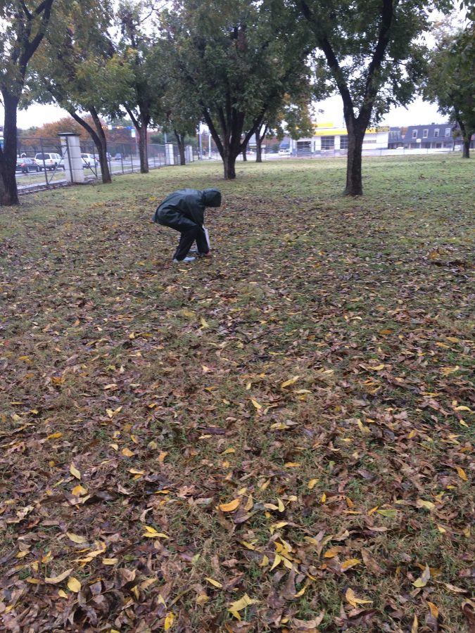 Alissa Donaldson picking pecans on Dec. 3. Photo by Emily Simmons.