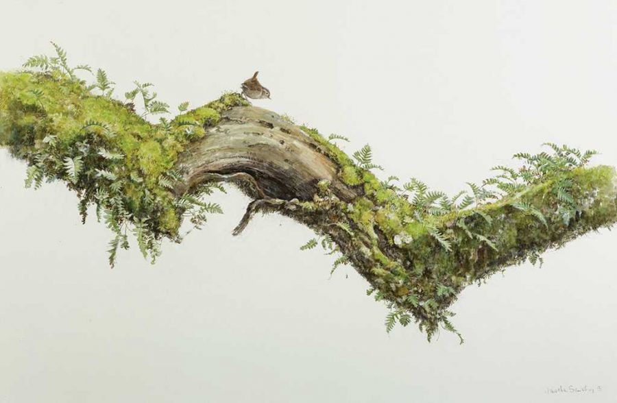 Wrens Larder by Jonathan Sainsbury, charcoal and watercolor
