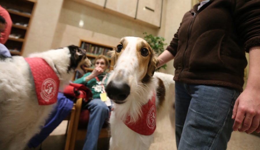 Misha, Russia Wolfhound visits at the Moffett Library. Photo by Bradley Wilson
