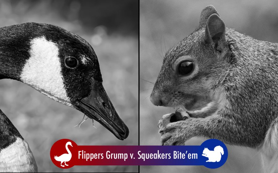 Goose vs Squirrel