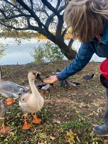 Judy Smith feeds a Chinese goose cracked corn at Sikes Lake.