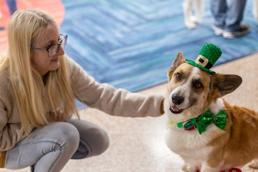 General business sophomore Shayden Morgan pets Jasper the corgi, March 7. Jasper loves to wear costumes, such as this one to get in the mood for an upcoming Saint Patricks day.