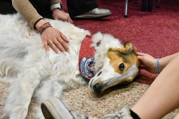 Nova is enjoying having head scratches knowing she is making the students smile, Aug. 31. (Samantha Difiore)